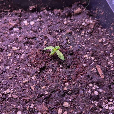 Lindsey growlog timeline photo