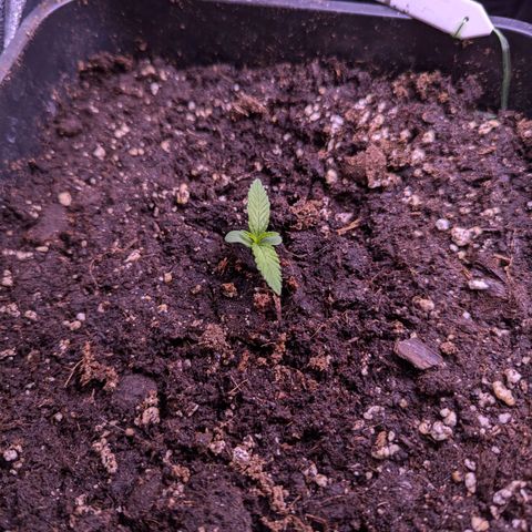 Sarah growlog timeline photo