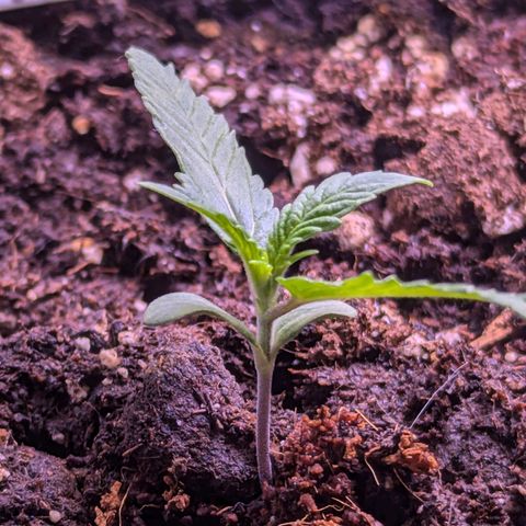 Sarah growlog timeline photo