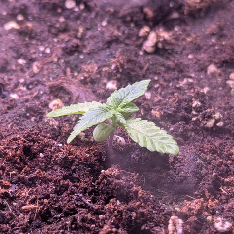 Lindsey growlog timeline photo