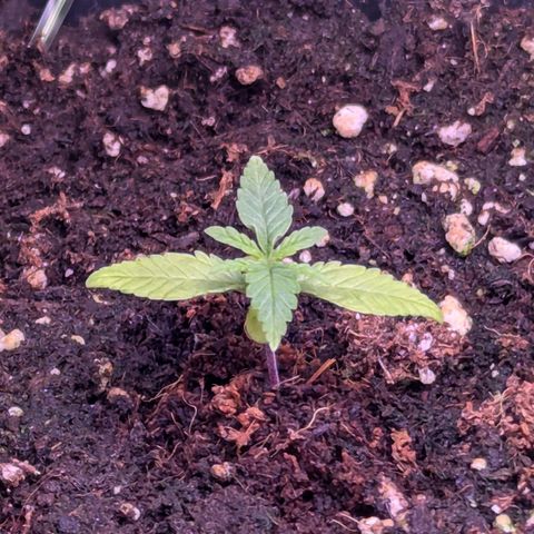 Christine growlog timeline photo