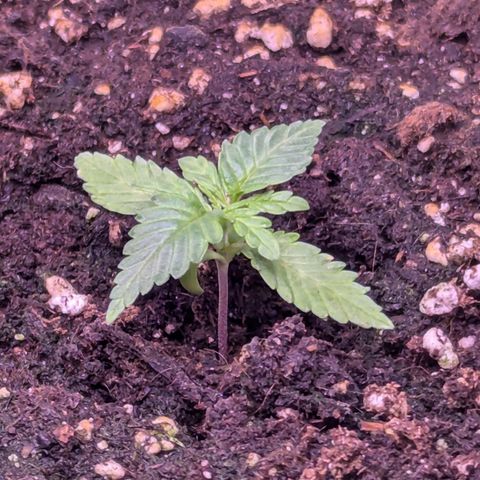Penelope growlog timeline photo