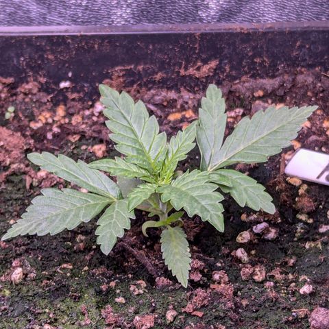 Penelope growlog timeline photo