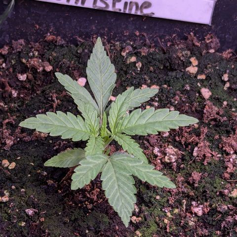 Christine growlog timeline photo