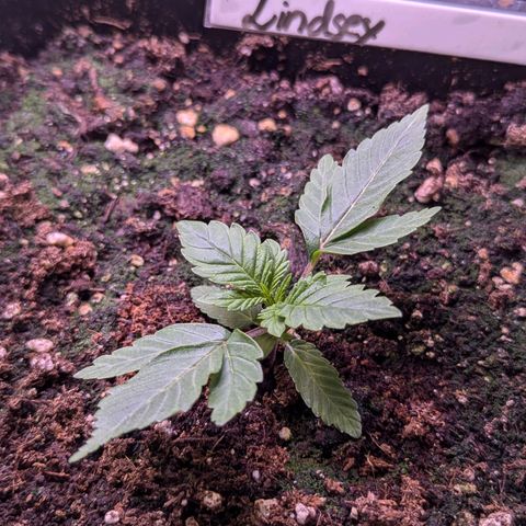 Lindsey growlog timeline photo