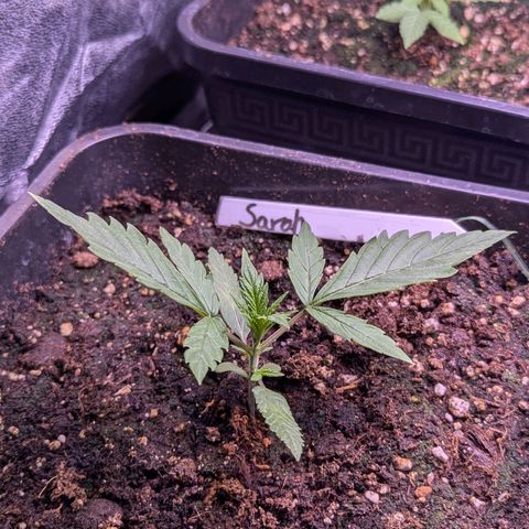 Sarah growlog timeline photo