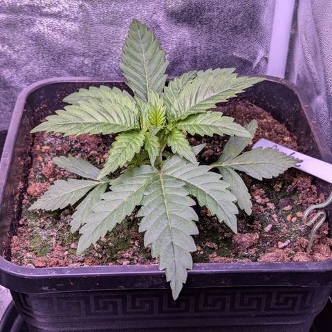 Penelope growlog timeline photo