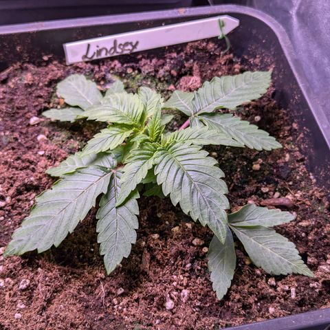 Lindsey growlog timeline photo