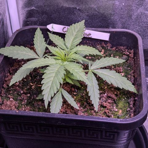 Christine growlog timeline photo