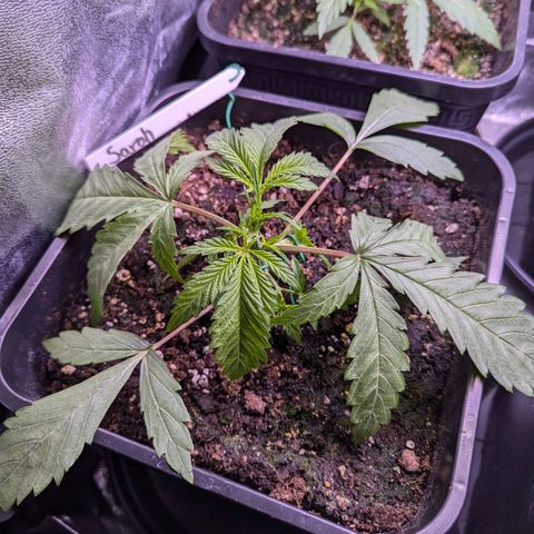 Sarah growlog timeline photo