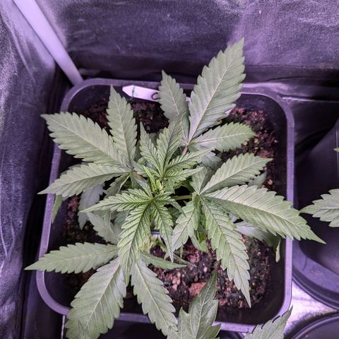 Christine growlog timeline photo