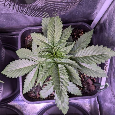 Penelope growlog timeline photo