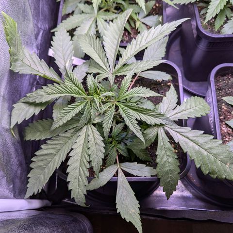 Sarah growlog timeline photo