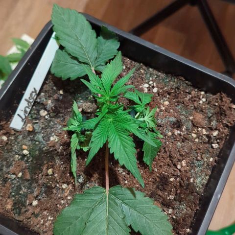 Lindsey growlog timeline photo