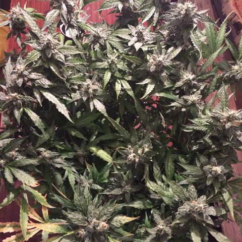 Girl Scout cookies growlog timeline photo