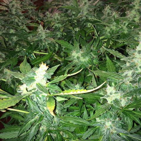 Girl Scout cookies growlog timeline photo