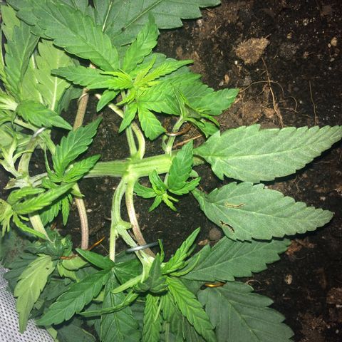 Blue dream growlog timeline photo