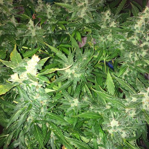 Girl Scout cookies growlog timeline photo