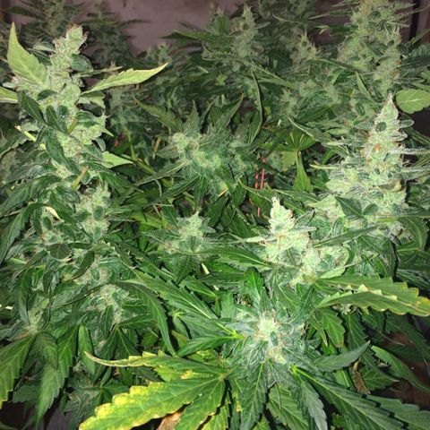 Girl Scout cookies growlog timeline photo