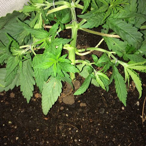 Blue dream growlog timeline photo