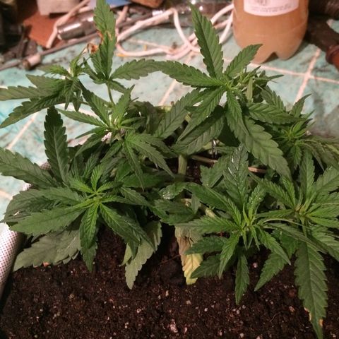 Blue dream growlog timeline photo