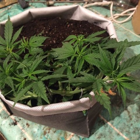 Blue dream growlog timeline photo