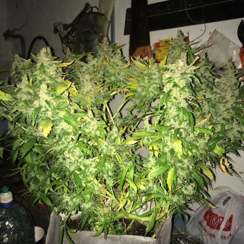 Girl Scout cookies growlog timeline photo