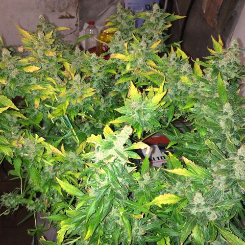 Girl Scout cookies growlog timeline photo