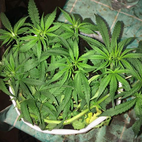 Blue dream growlog timeline photo