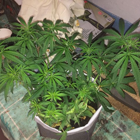 Blue dream growlog timeline photo
