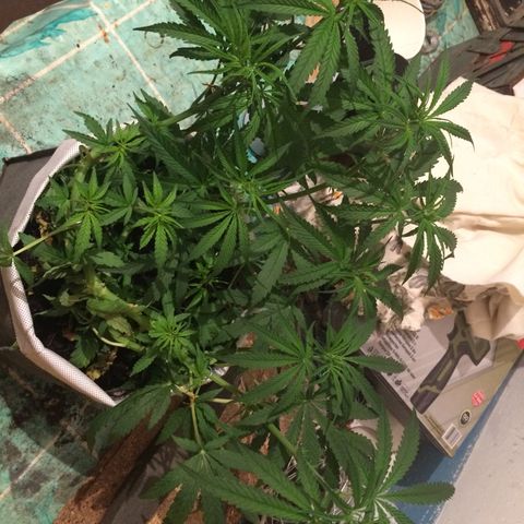 Blue dream growlog timeline photo