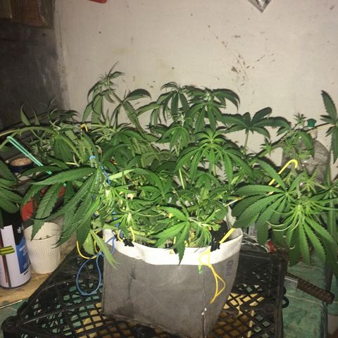 Blue dream growlog timeline photo