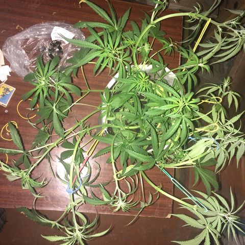 Blue dream growlog timeline photo