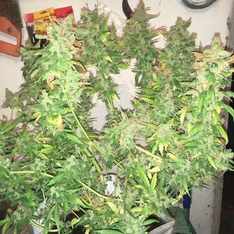 Girl Scout cookies growlog timeline photo