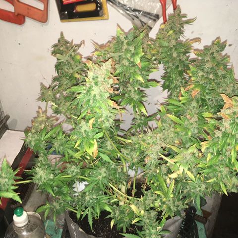 Girl Scout cookies growlog timeline photo