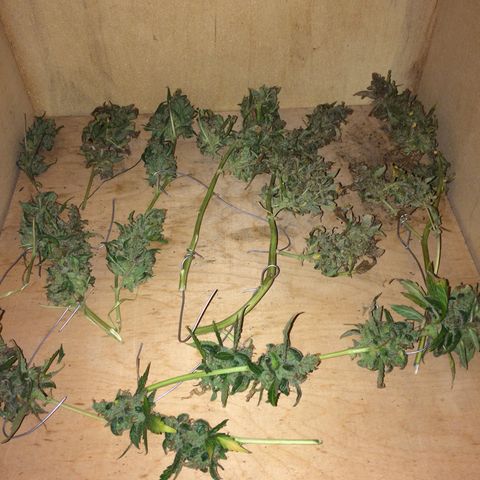 Girl Scout cookies growlog timeline photo