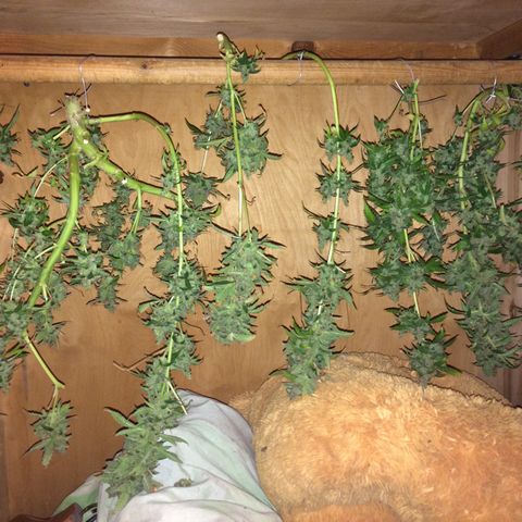 Girl Scout cookies growlog timeline photo
