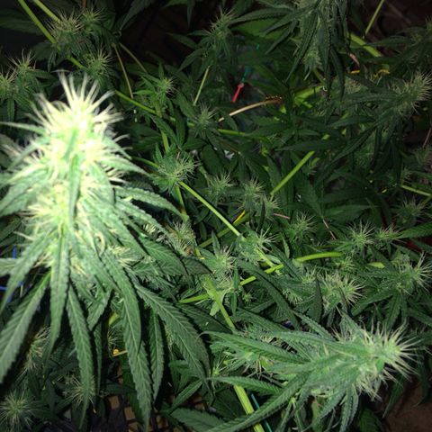 Blue dream growlog timeline photo