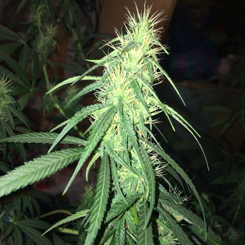 Blue dream growlog timeline photo