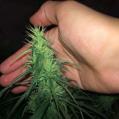 Blue dream growlog timeline photo
