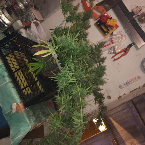 Blue dream growlog timeline photo