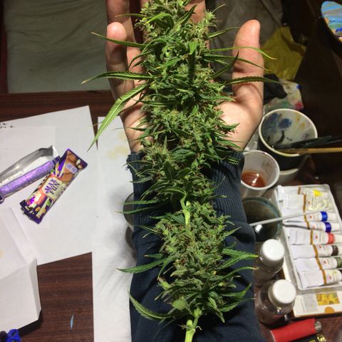 Blue dream growlog timeline photo