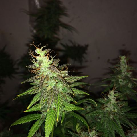 Blue dream growlog timeline photo