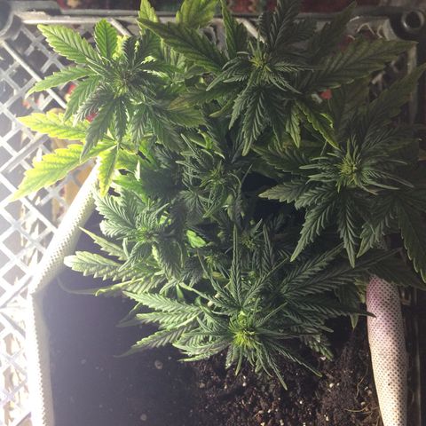 Green gummy  growlog timeline photo
