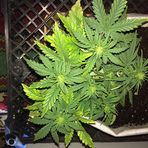Green gummy  growlog timeline photo