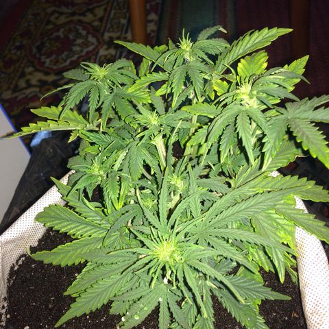 Green gummy  growlog timeline photo