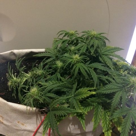 Green gummy  growlog photo: За бортом -1