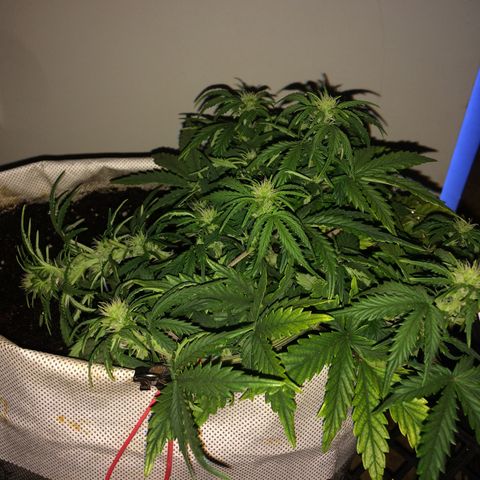 Green gummy  growlog photo: За бортом -1