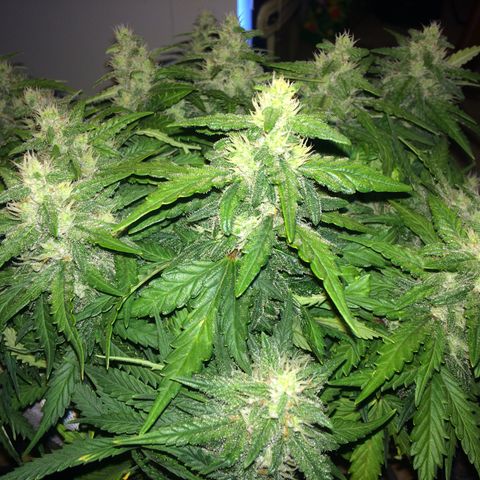 Green gummy  growlog timeline photo