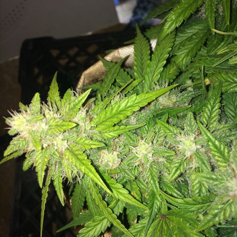 Green gummy  growlog timeline photo
